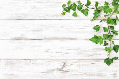 Parlak ahşap dokuya sahip yeşil bitkiler. Çiçek arka planı