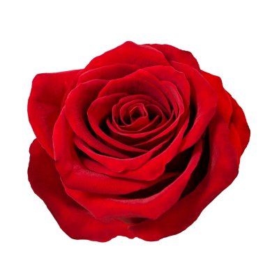 Red rose flower head on white background clipart