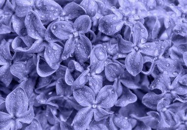 Bahar çiçekleri ve su damlaları. Violet çok renkli. Doğa arkaplanı