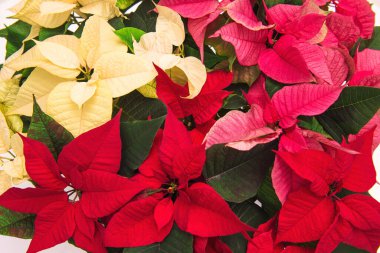 Red pink yellow poinsettia. Christmas flower. Floral festive background