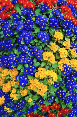 Primula flowers. Colorful fresh spring primroses. Floral background