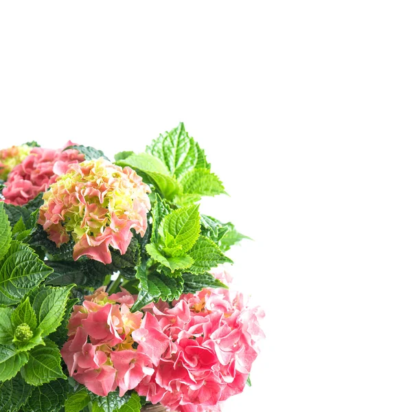 Pink Hortensia Blossoms Green Leaves Fresh Hydrangea Flower — Stock fotografie