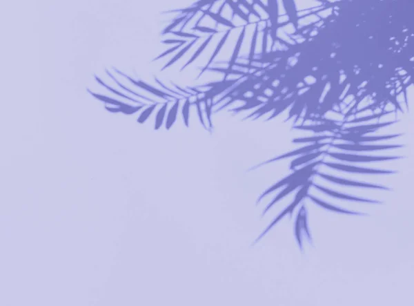 Shadow Palm Leaves Violet Very Peri Floral Background — Stockfoto