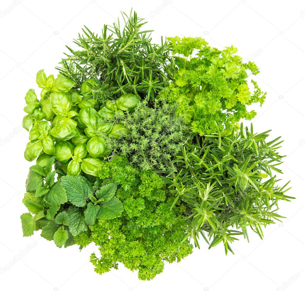 Kitchen herbs fresh green plants basil, rosemary, thyme, mint, parsley