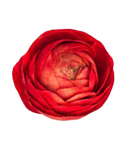 Red Ranunculus Isolated White Background Flower Head — Stock Photo, Image