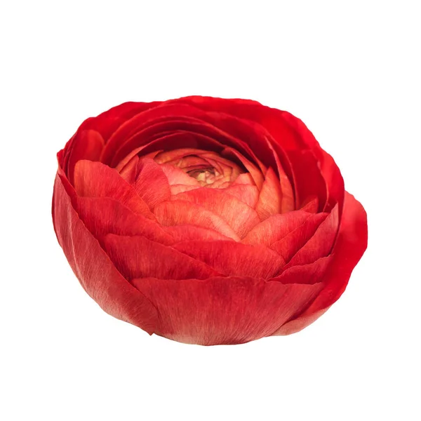 Tête Fleur Ranunculus Rouge Isolé Sur Fond Transparent Png — Photo