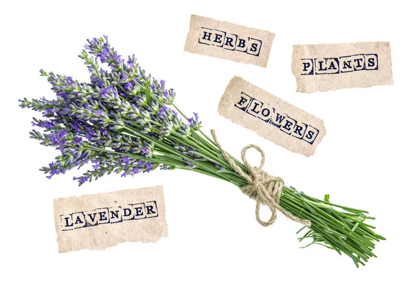 Boeket Van Lavendel Bloemen Geïsoleerd Een Witte Achtergrond Concept Met — Stockfoto