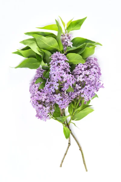 Lilac Blommor Bukett Med Gröna Blad Vit Bakgrund — Stockfoto