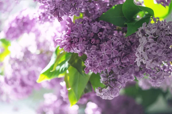 Branch Violet Lilac Flowers Green Leaves Springtime Sunlight — Stockfoto