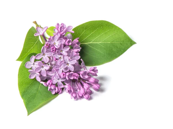 Fleurs Lilas Fleurissent Avec Des Feuilles Vertes Sur Fond Blanc — Photo