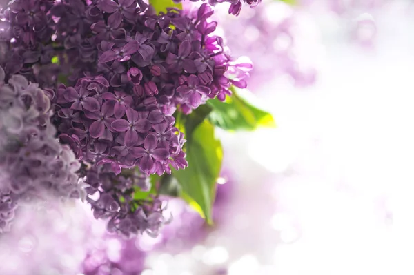 Lilac Flowers Green Leaves Nature Background — Stock Photo, Image