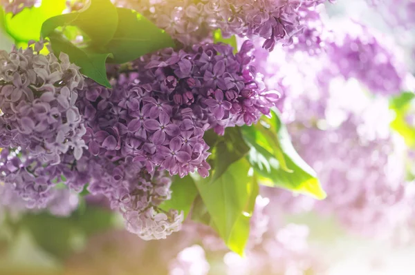 Lilac Flowers Green Leaves Sunny Light Leaks Floral Background — Stockfoto