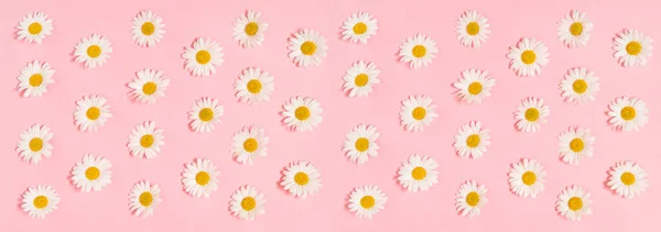 Daisy Flowers Pink Background Floral Banner — Fotografia de Stock