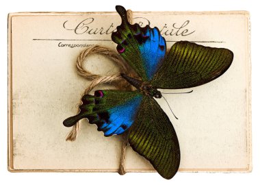 Butterfly and old post cards. Nostalgic vintage object