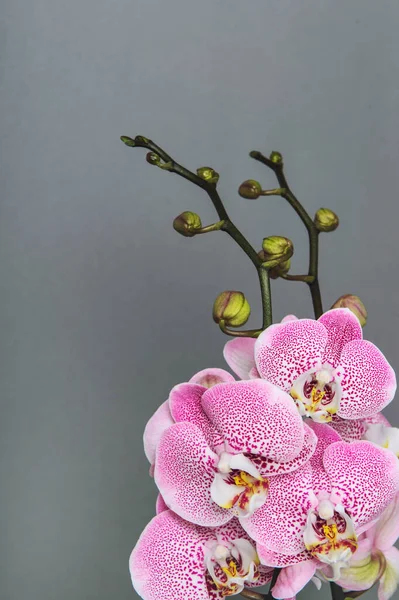 Ροζ Λουλούδια Ορχιδέας Γκρι Φόντο Όμορφο Μπουκέτο — Φωτογραφία Αρχείου