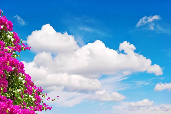 Fleurs Rhododendron Été Roses Sur Une Bannière Ciel Bleu Nuageux — Photo