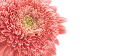 Pembe gerbera papatya çiçeği başlıklı makro yakın plan