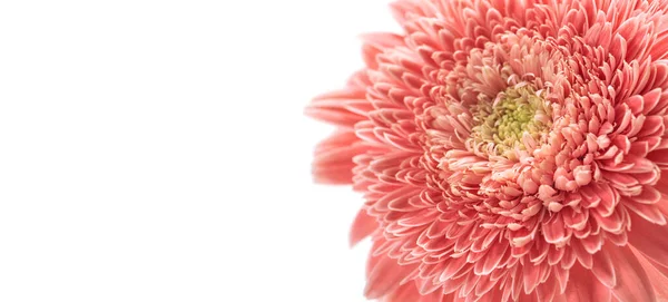 Floral Banner Background Pink Gerbera Daisy Flower Head — Stockfoto