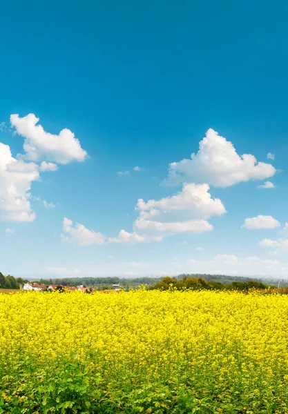 Rapeseed Field Cloudy Blue Sky Countryside Nature Landscape — Stock Photo, Image