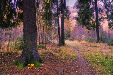 Dramatik sonbahar manzarası ormanı, resimli sonbahar günbatımı ağaçları.