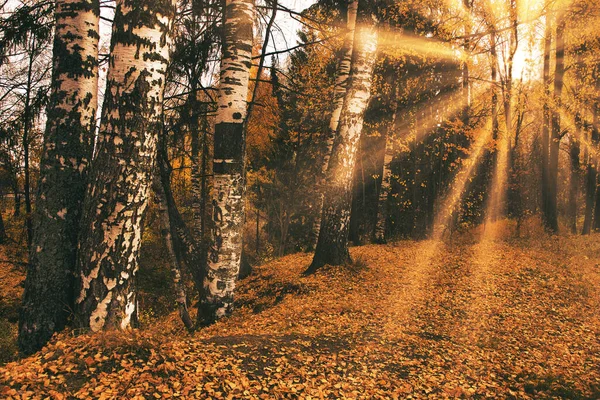 Gyllene Höstlandskap Parken Skiner Ljusa Solstrålar Ljus Pittoreska Höstträd Fallna — Stockfoto