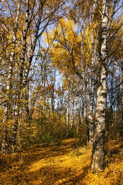 Golden Autumn Landscape Park Picturesque Autumn Trees Fallen — Stock Photo, Image