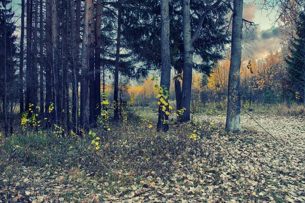 인상적 아름다운 가을철 나무들 — 스톡 사진