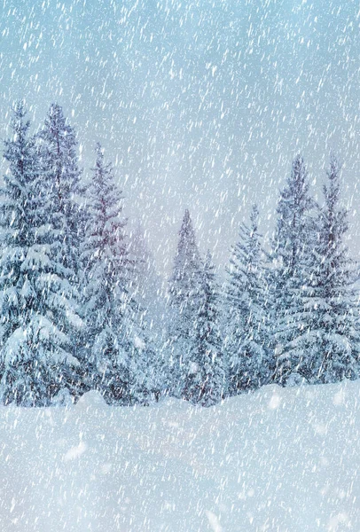 Beaux Arbres Paysage Hiver Dans Soirée Neige Belle Forêt Neige — Photo