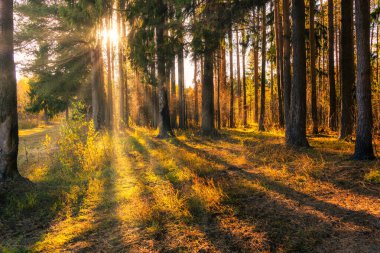 Orman çam manzarası, parlak günbatımının ışınları uzun gölgeler bırakır.