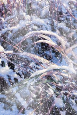 Karda çimenler Güzel manzara Kar yağıyor Noel havası