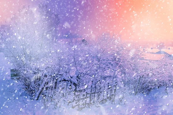 크리스마스 내리는 아름다운 눈덮인 나무들 — 스톡 사진
