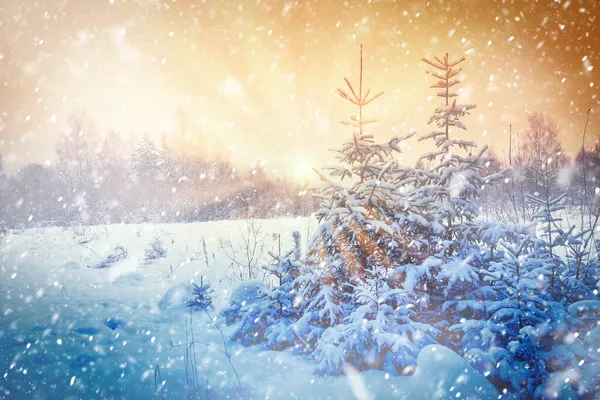 Fák Hóban Gyönyörű Erdő Táj Esik Karácsonyi Időjárás — Stock Fotó