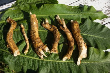 Yabanturpu kökleri ve yeşil yaban turpu yaprakları düz bir manzaradır. Diş ağrısı, giardiasis, hipertansiyon, osteokondrosis, fiziksel ve zihinsel yorgunluk, gastrointestinal ve nezle için tıbbi bitki