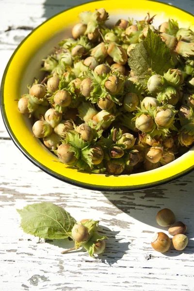 Yeşil yapraklı, yeşil fındıklı, sarı fındıklı, beyaz manzaralı. Yakın plan fındık.