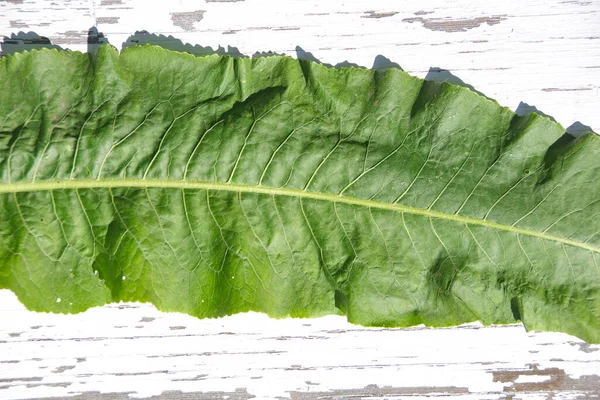 Grüner Meerrettich Blättert Flach Von Oben Meerrettichblätter Sind Ein Starkes — Stockfoto