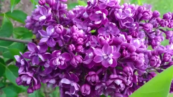 巨大的丁香美丽的大枝条摇曳在风向镜头下4K 垂直的自然夏天 春天的园艺背景 第一个紫丁香开花了 丁香的大分枝 — 图库视频影像