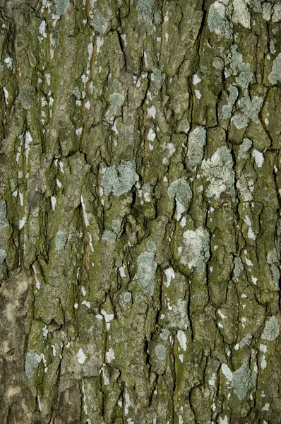 Trädbarkens struktur — Stockfoto