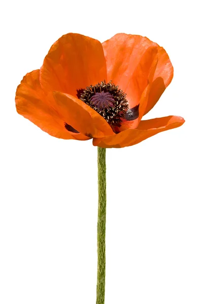 POPPY FLOWER AND BUD ISOLATED ON WHITE — Stock Photo, Image