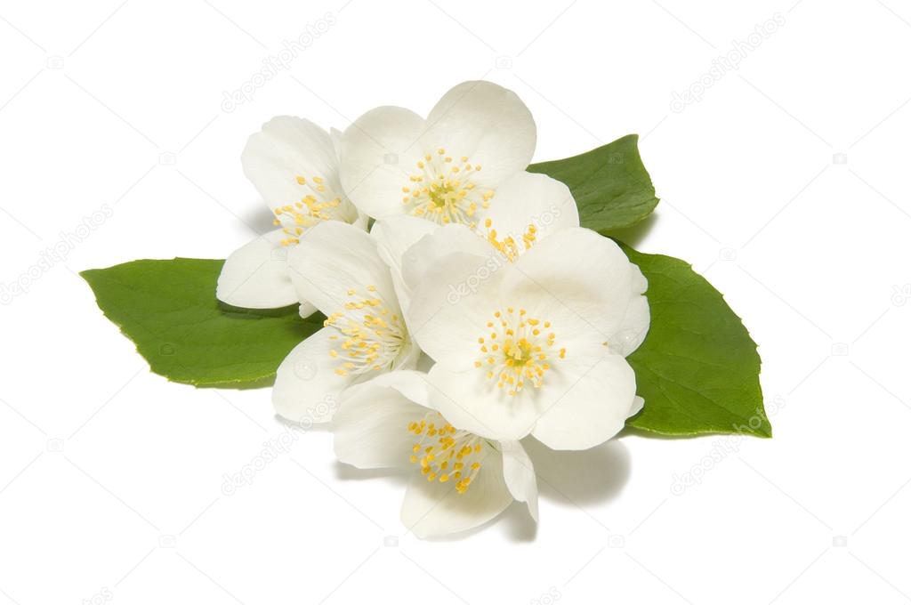 White jasmine flower on a white background