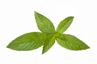 Taze nane yaprakları