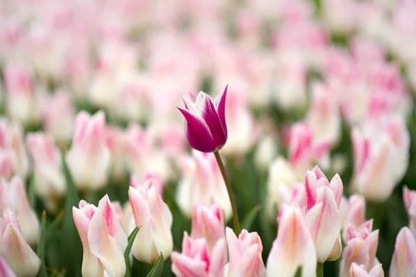 Garden tulip — Stock Photo, Image