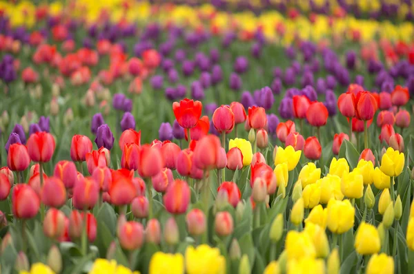 Zahradní Tulipán — Stock fotografie