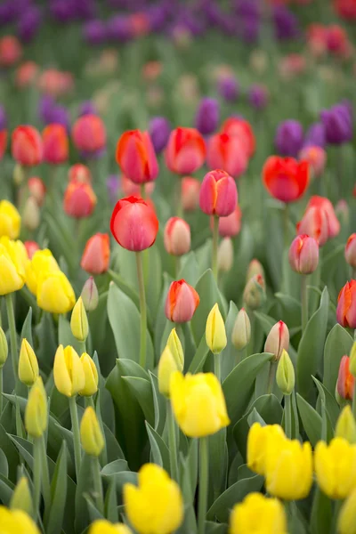 Tulipano da giardino — Foto Stock