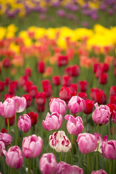 Garden tulip — Stock Photo, Image