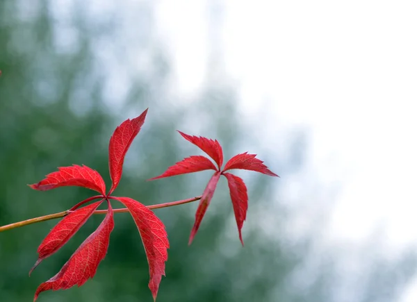 Beautiful autumn leaf on a green background — Stock Photo, Image