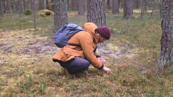 Hombre comiendo bayas en el bosque. Un hombre con mochila caminando en el bosque de otoño — Vídeos de Stock