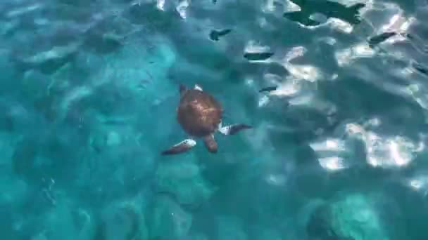 The sea turtle floating in the clear, transparent sea water near the boat. View from above — Stock Video