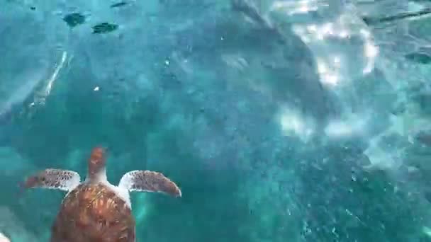 ターコイズブルーの透明な海の水に浮かぶウミガメ。上からの眺め — ストック動画