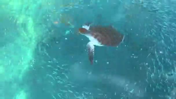 Deniz kaplumbağası berrak, şeffaf deniz suyunu yiyor. Yukarıdan görüntüle — Stok video