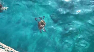 Turkuaz şeffaf deniz suyunda yüzen deniz kaplumbağası. Kaplumbağaya dokunmaya çalışan bir kız. Yukarıdan görüntüle